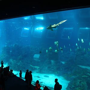 S.E.A. Aquarium - Open Ocean