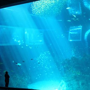 S.E.A. Aquarium - Open Ocean
