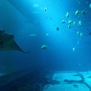 S.E.A. Aquarium - Open Ocean