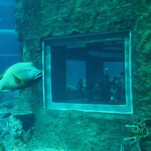 S.E.A. Aquarium - Open Ocean