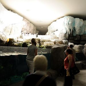 'walk-through' Penguinexhibit at Hamburg