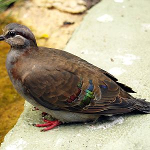 Birds of the Southwest