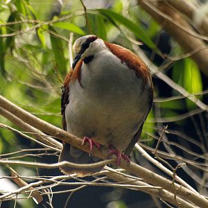 Birds of the Southwest