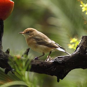 Birds of the Southwest