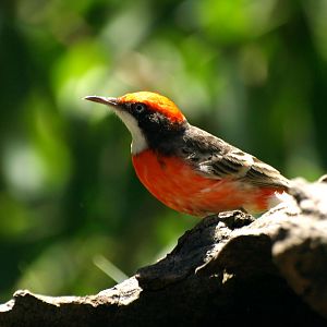 Birds of the Southwest