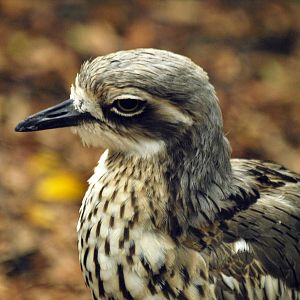 Birds of the Southwest