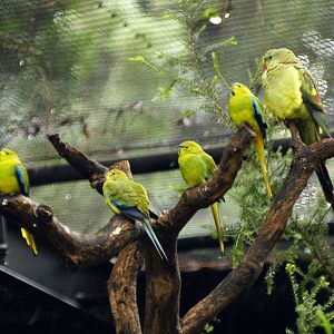 Birds of the Southwest