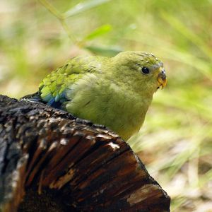 Birds of the Southwest