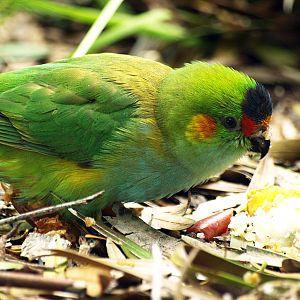 Birds of the Southwest