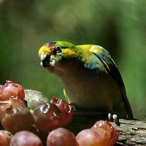 Birds of the Southwest