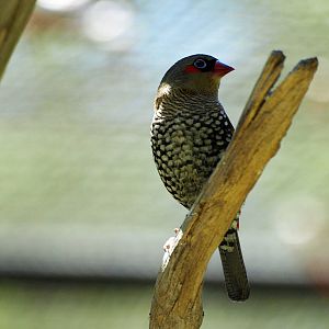 Birds of the Southwest