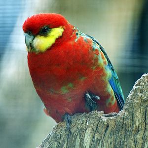 Birds of the Southwest