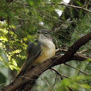 Birds of the Southwest