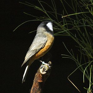 Birds of the Southwest