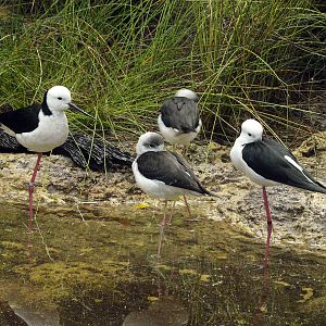 Birds of the Southwest