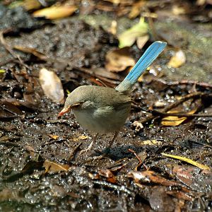 Birds of the Southwest