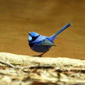 Birds of the Southwest