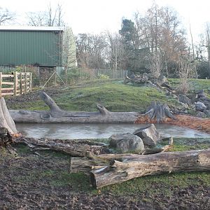 refurbished tapir pool Chester Zoo 29th November 2012