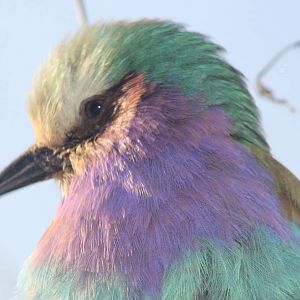 Lilac-breasted Roller (Coracias caudatus) Chester Zoo 29th November 2012