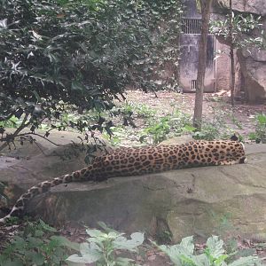 Sleeping Leopard
