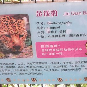 Leopard sign