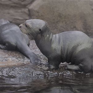Giant otter kits