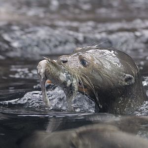 Giant otter kit with fish