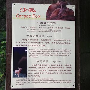 Corsac Fox sign
