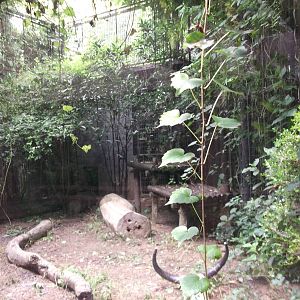 Corsac Fox enclosure