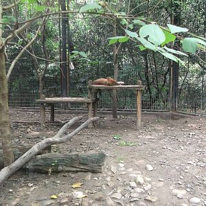 Dhole enclosure - with Dhole !!