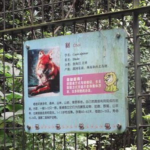 Dhole sign