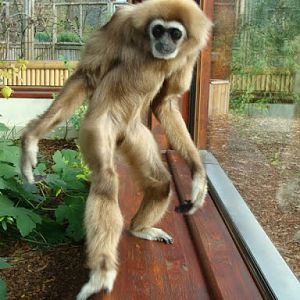 Hylobates lar
