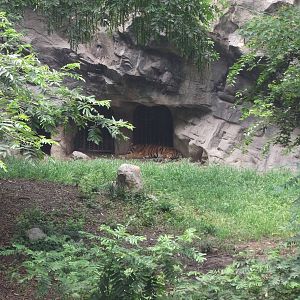 South China Tiger Enclosure 2