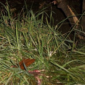 Sewerby Zoo, remains of Red-masked Conure 30th November 2012