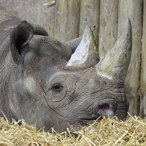 Black Rhino - Zuri