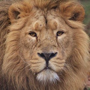 Asiatic Lion - Iblis