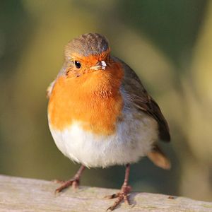 Wild Robin