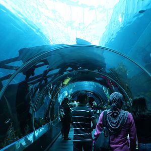 S.E.A. Aquarium - Strait of Karimata and Java Sea