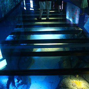 S.E.A. Aquarium - Strait of Malacca and Andaman Sea