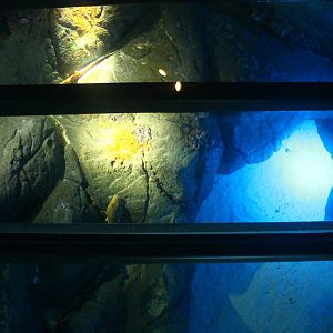 S.E.A. Aquarium - Strait of Malacca and Andaman Sea