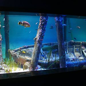 S.E.A. Aquarium - Strait of Malacca and Andaman Sea