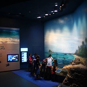 S.E.A. Aquarium - Strait of Malacca and Andaman Sea