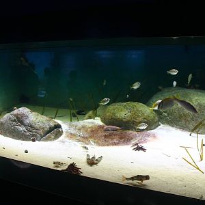 S.E.A. Aquarium - Strait of Malacca and Andaman Sea