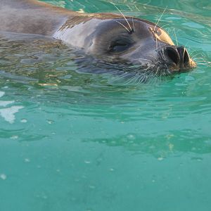 Jamie - harbor seal mix