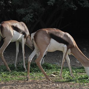 Springbok