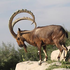 Siberian Ibex