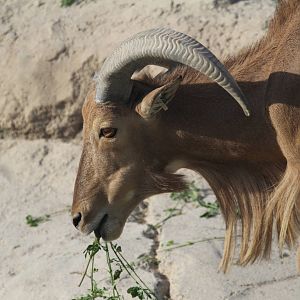 Barbary Sheep