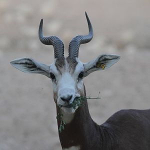 Dama Gazelle
