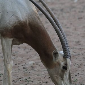 Scimitar Oryx