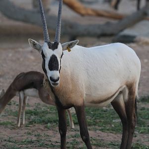 Arabian Oryx